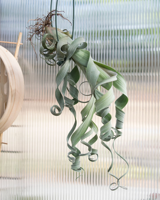 Tillandsia 'Curly Slim'