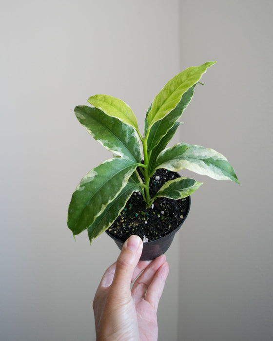 Hoya Multiflora 'Variegata' - 4"