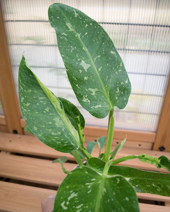 XL Philodendron 'Jose Buono' - 4"