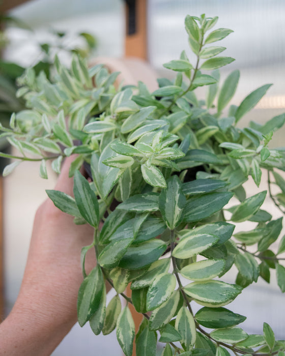 Aeschynanthus 'Bolero Bicolore' - 4"