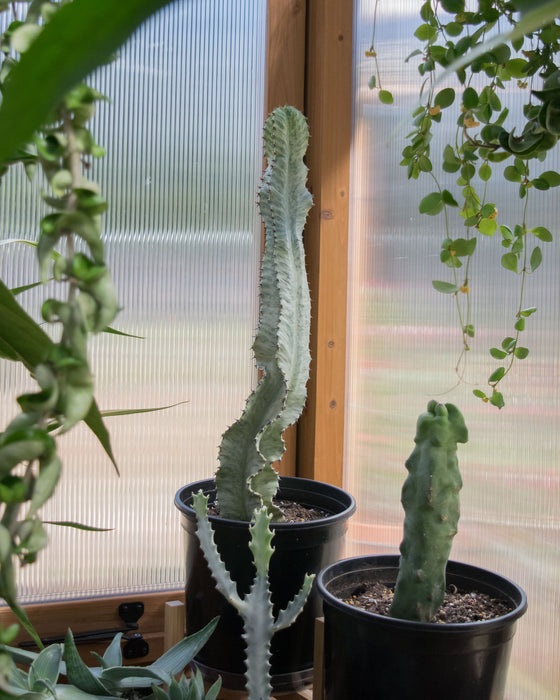 Euphorbia Ammak - 8" (Pick Up Only)