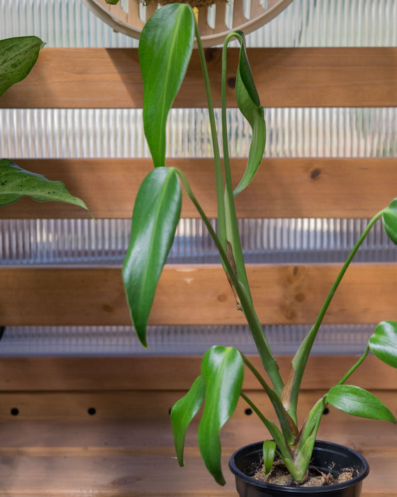 Monstera 'Burle Marx Flame' - 4"