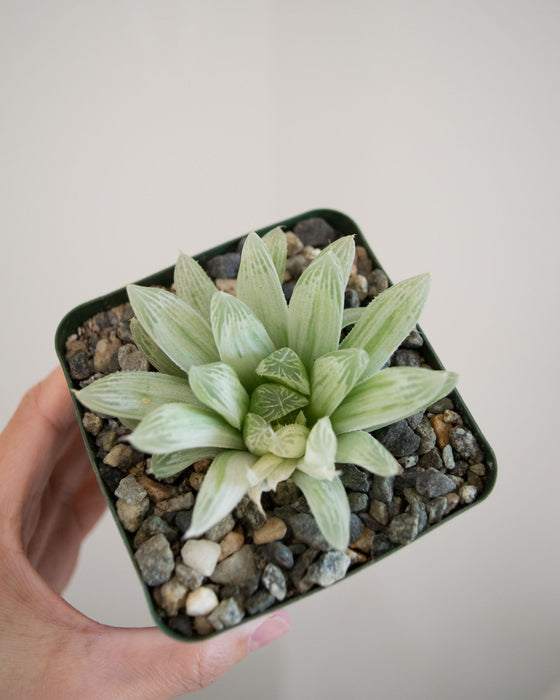 Haworthia Retusa 'White Ghost' - 4"