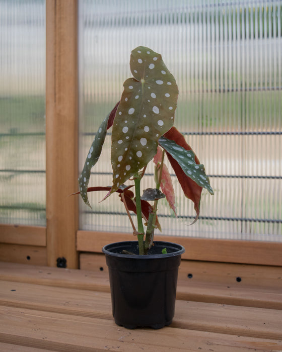 Begonia Maculata - 4"