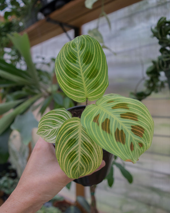 Maranta Leuc' 'Fantasy' - 4"