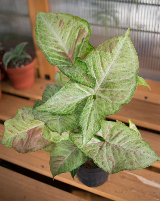 Syngonium Pod. 'Milk Confetti' - 4"