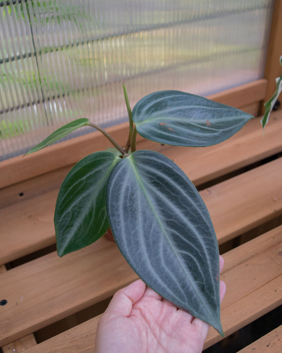 Peperomia 'Maculosa'	- 4"