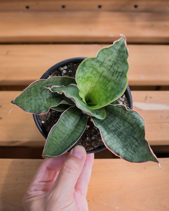 Sansevieria Kirkii - 4"