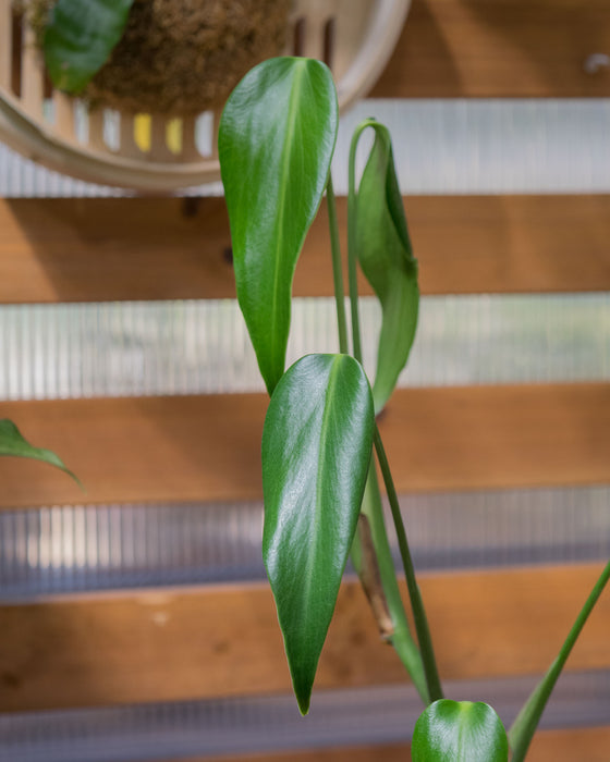 Monstera 'Burle Marx Flame' - 4"