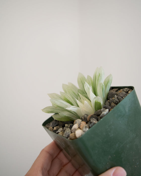 Haworthia Retusa 'White Ghost' - 4"