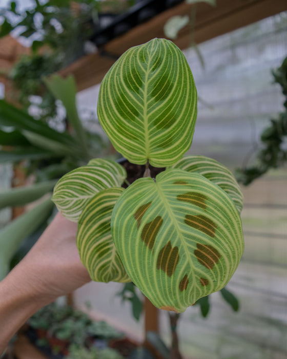 Maranta Leuc' 'Fantasy' - 4"