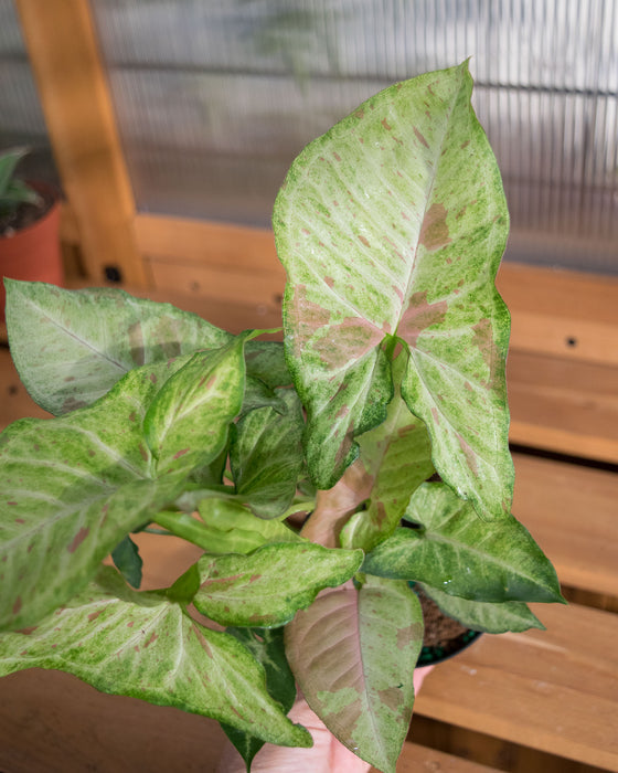 Syngonium Pod. 'Milk Confetti' - 4"