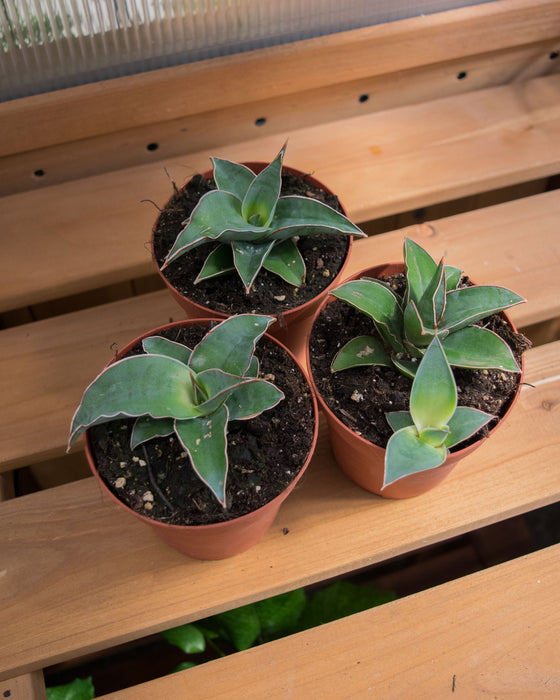 Sansevieria 'Blue Kew' - 4"