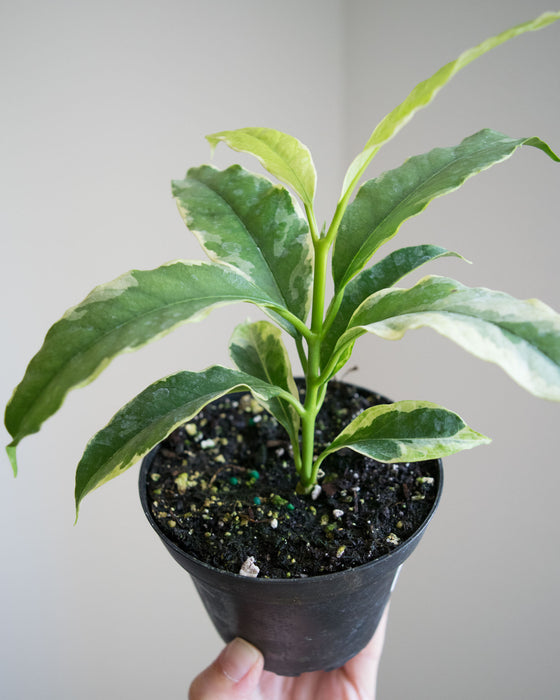 Hoya Multiflora 'Variegata' - 4"