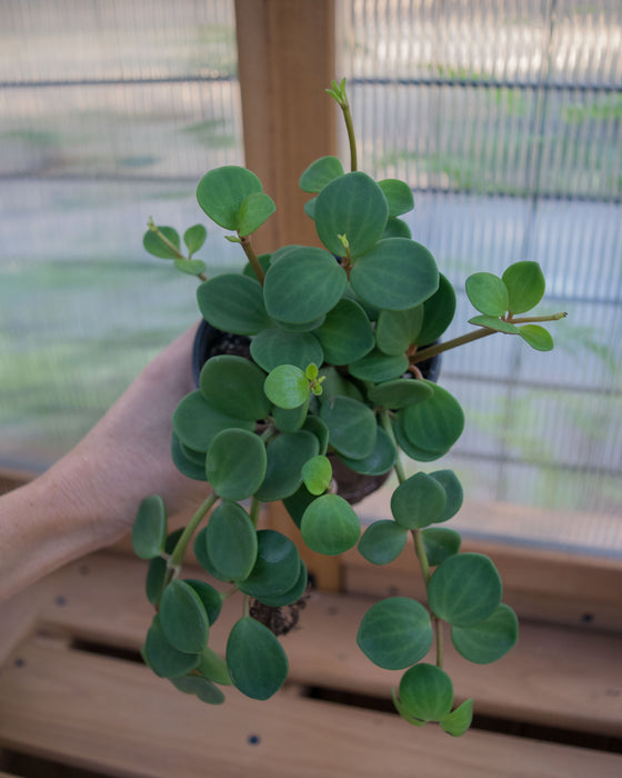 Peperomia 'Hope' - 4"