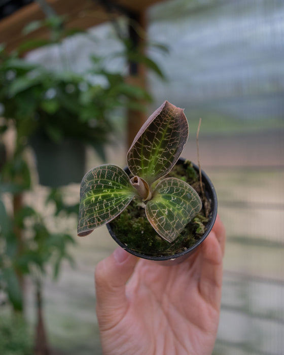Dossinochilus 'Dreamcatcher' Jewel Orchid - 2"