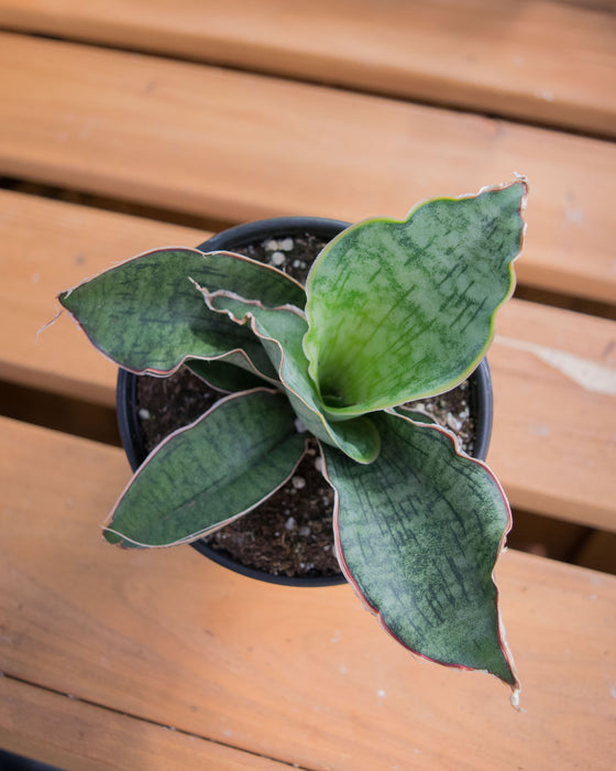 Sansevieria Kirkii - 4"
