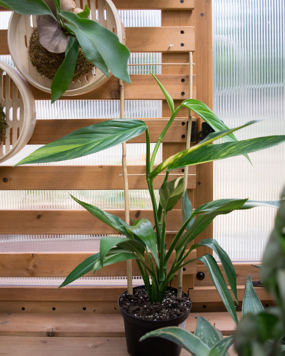 Epipremnum Amplissimum 'Variegata' - 6" (Pick Up Only)