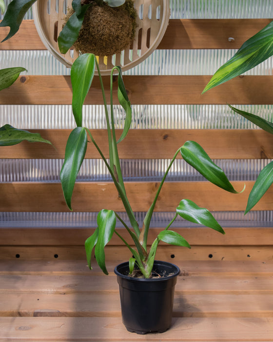 Monstera 'Burle Marx Flame' - 4"