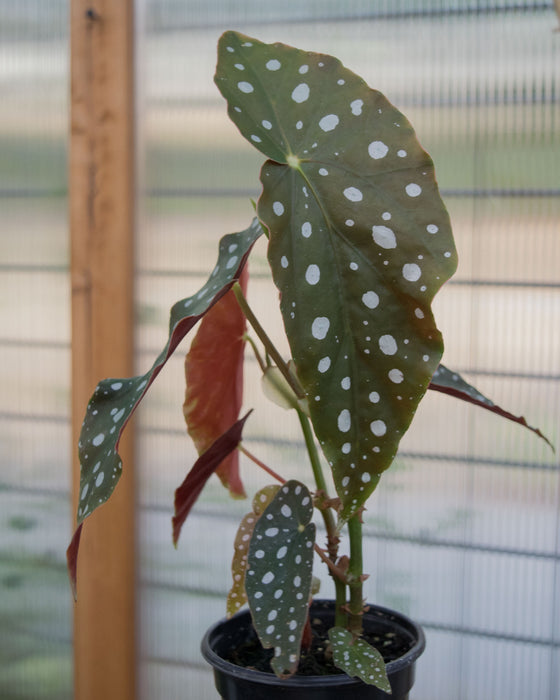Begonia Maculata - 4"