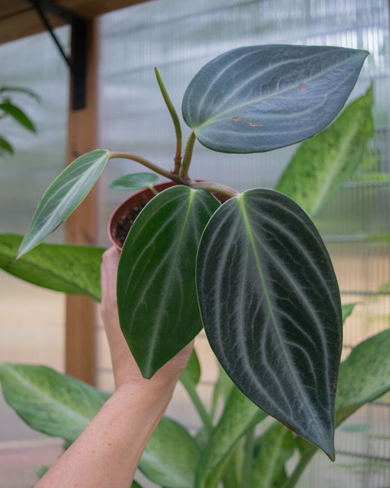 Peperomia 'Maculosa'	- 4"