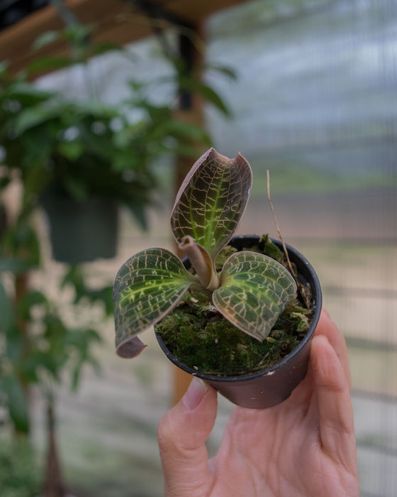 Dossinochilus 'Dreamcatcher' Jewel Orchid - 2"