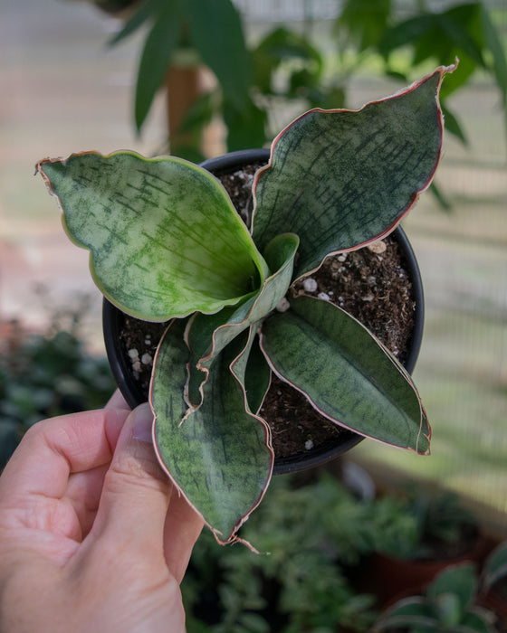 Sansevieria Kirkii - 4"