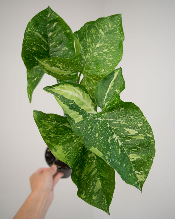 Syngonium Pod. 'Panda' - 4" (Pick Up Only)