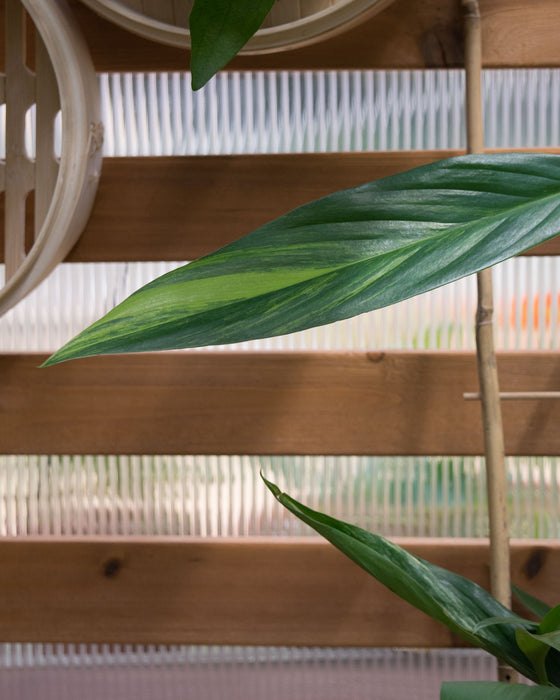 Epipremnum Amplissimum 'Variegata' - 6" (Pick Up Only)