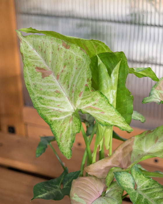 Syngonium Pod. 'Milk Confetti' - 4"