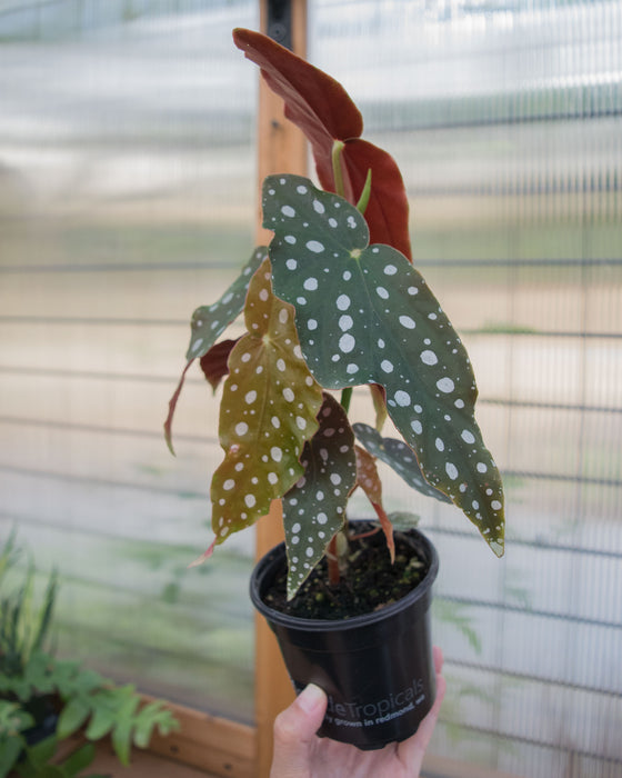 Begonia Maculata - 4"
