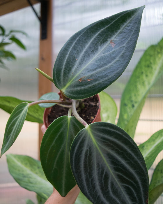 Peperomia 'Maculosa'	- 4"