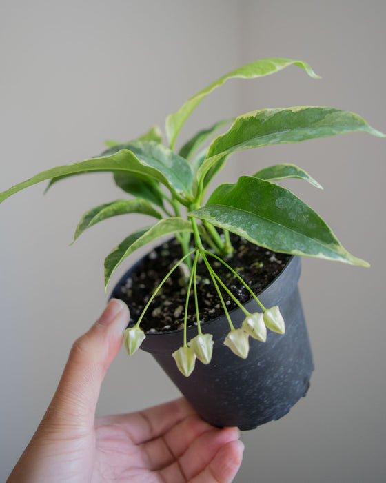 Hoya Multiflora 'Variegata' - 4"