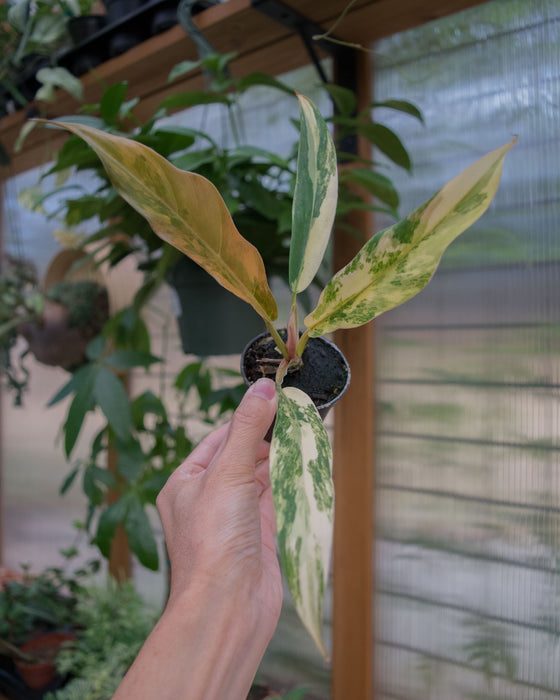 Philodendron 'Caramel Marble' - 2"