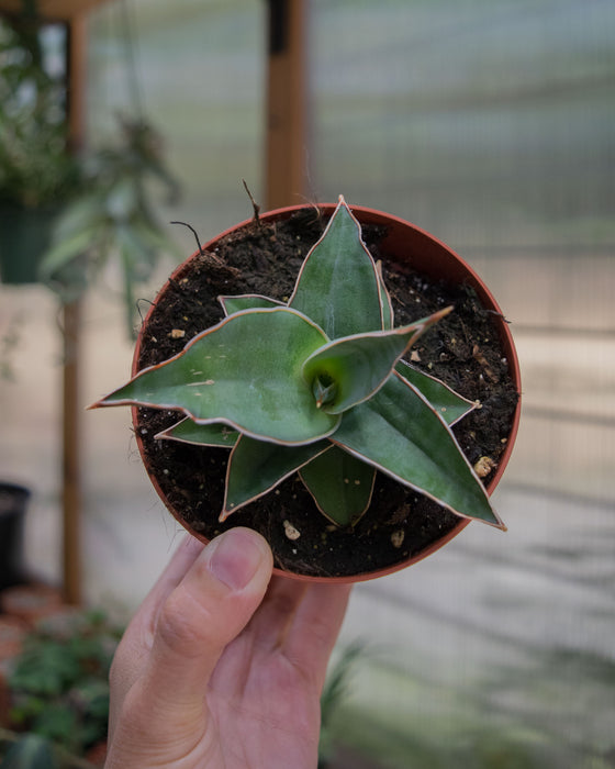 Sansevieria 'Blue Kew' - 4"