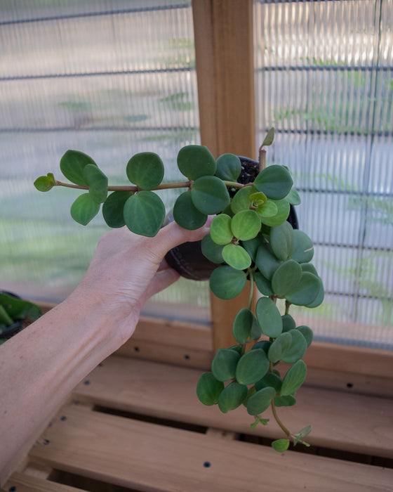 Peperomia 'Hope' - 4"