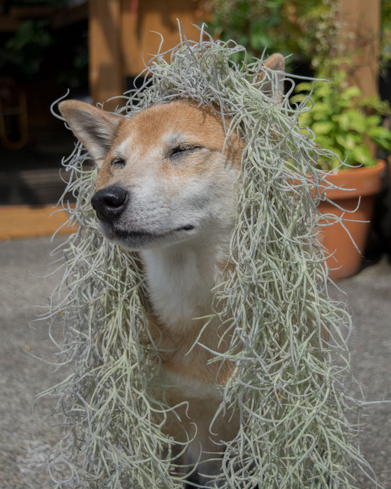 XL Tillandsia Usneoides 'Spanish Moss' - Clump