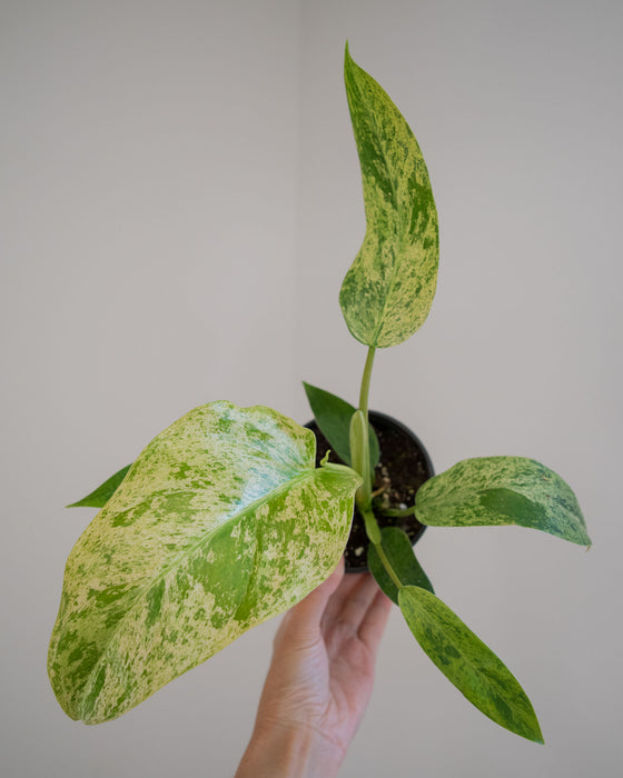 Philodendron 'Whipple Way Mint' - 4"