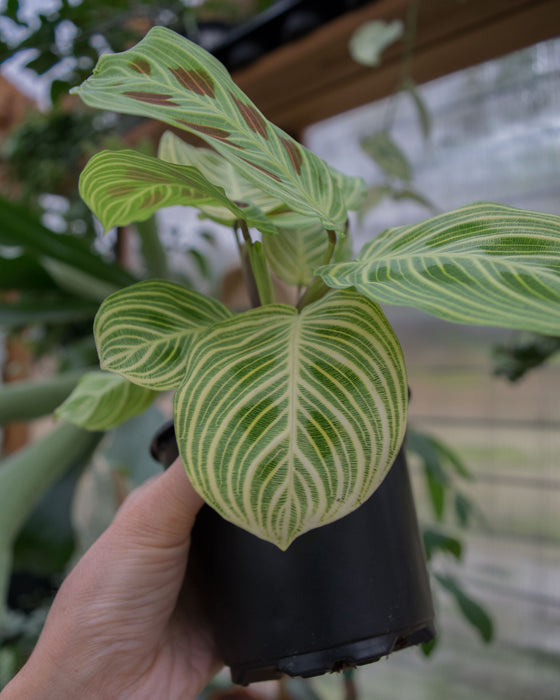 Maranta Leuc' 'Fantasy' - 4"