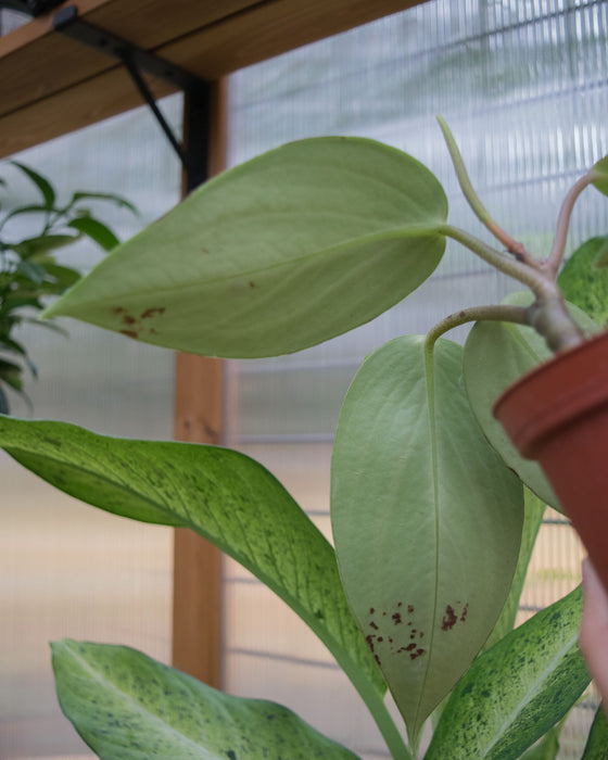 Peperomia 'Maculosa'	- 4"