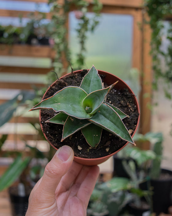 Sansevieria 'Blue Kew' - 4"