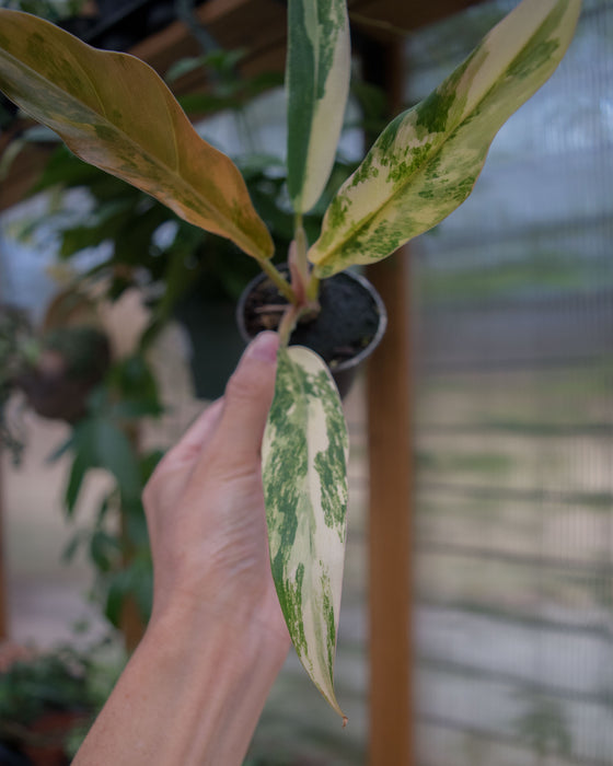 Philodendron 'Caramel Marble' - 2"