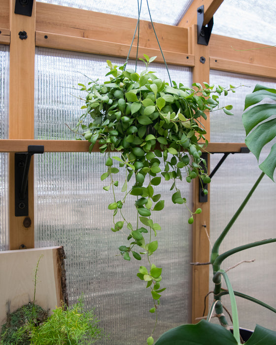 Hoya Heuschkeliana - 6" (Pick Up Only)