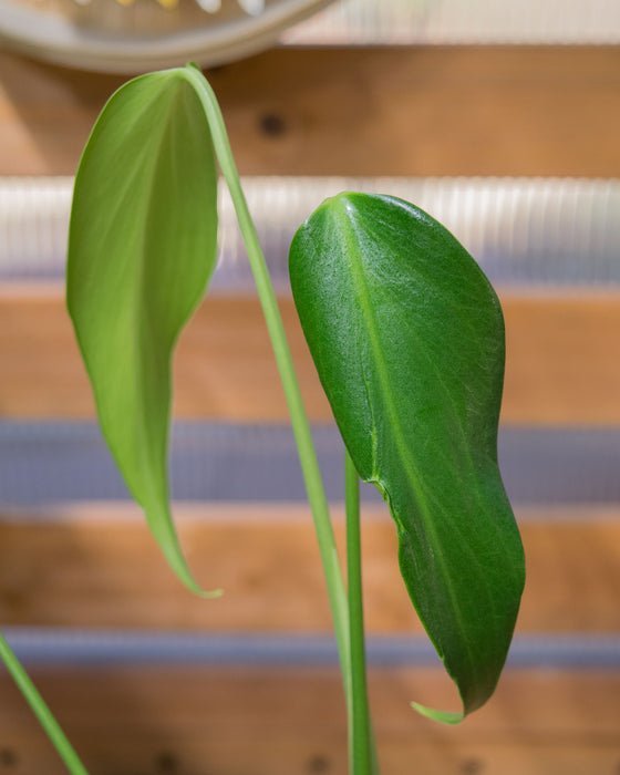 Monstera 'Burle Marx Flame' - 4"