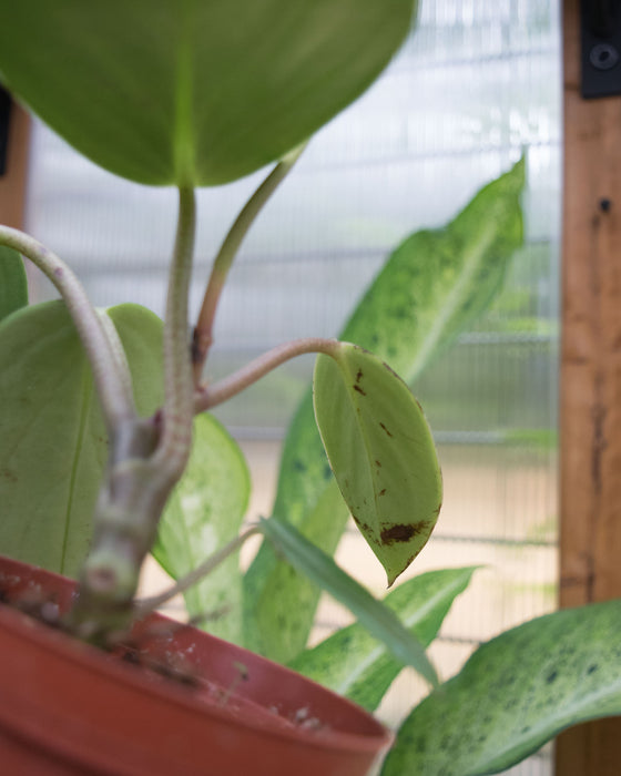 Peperomia 'Maculosa'	- 4"
