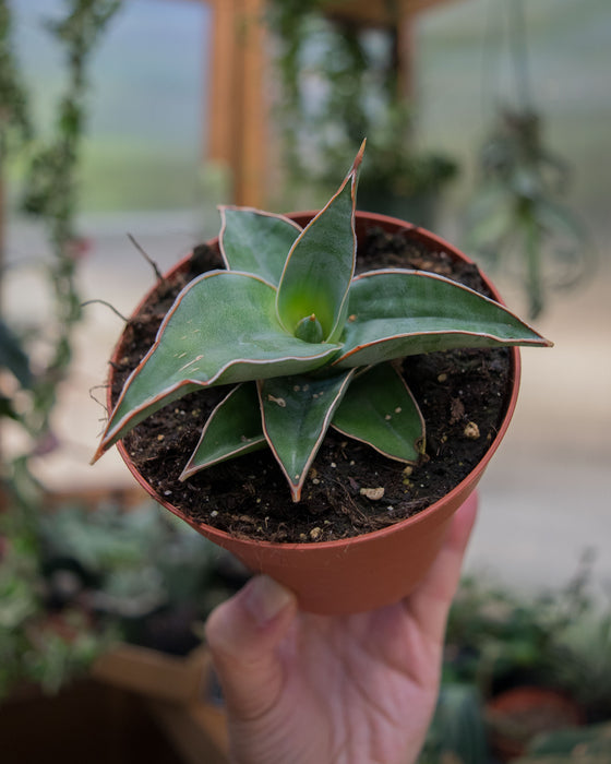 Sansevieria 'Blue Kew' - 4"