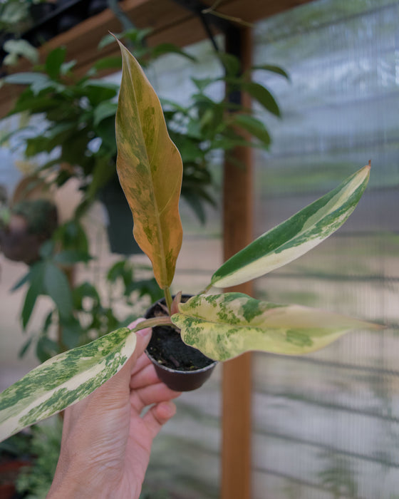 Philodendron 'Caramel Marble' - 2"