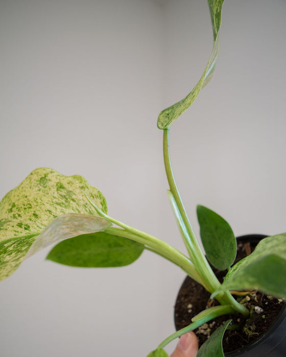 Philodendron 'Whipple Way Mint' - 4"