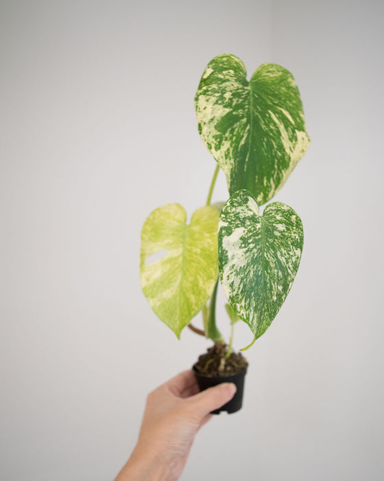 Monstera Deliciosa 'Mint' Variegated - 3"