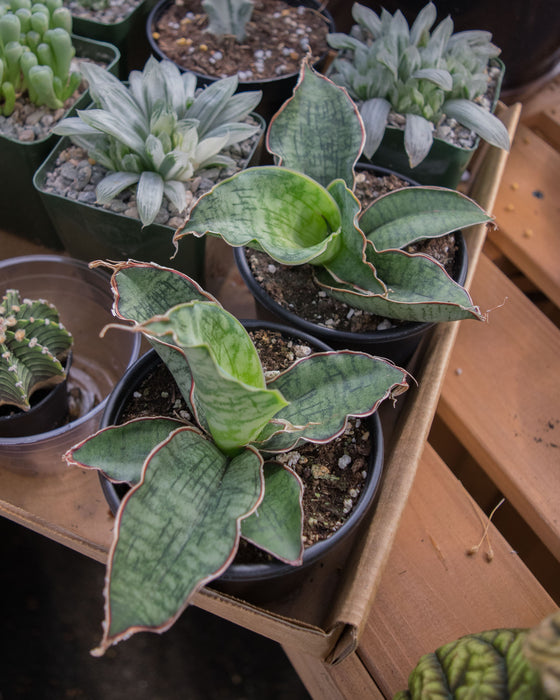 Sansevieria Kirkii - 4"